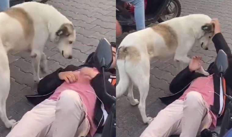 Köpek, kaza yapan gencin başından ayrılmadı: Ambulans gelene kadar bekledi