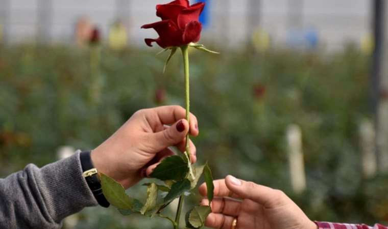 Sevgililerin eli boş kalacak… Gül fiyatlarına dev zam!