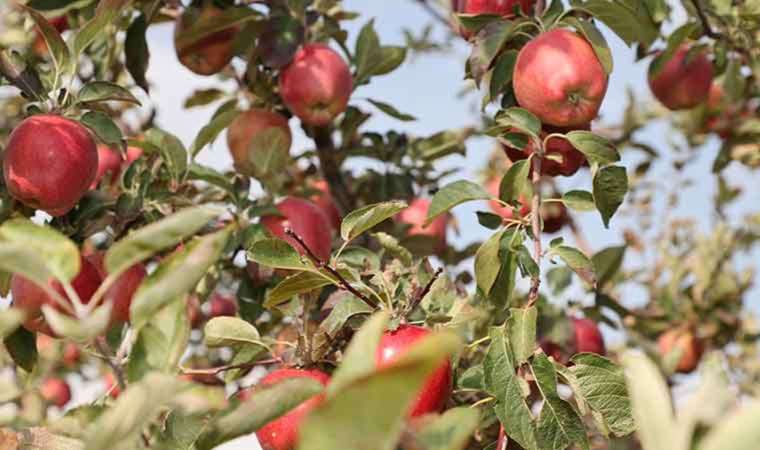 Muş Ovası’nda hasat başladı: Aromasını gece ve gündüz arasındaki sıcaklık farkından alıyor…