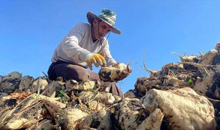 İbrahim Yumaklı açıkladı: Şeker pancarı alım fiyatı belli oldu