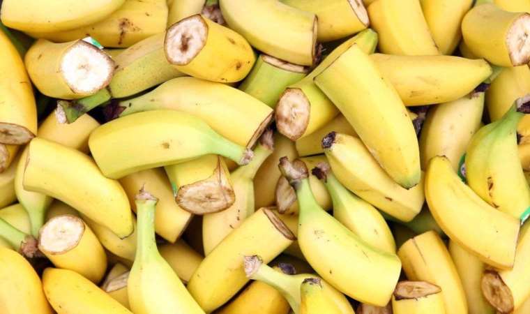 Popüler muz türü, yok olma tehlikesiyle karşı karşıya