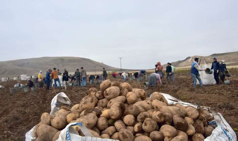 Türkiye’nin patates ambarında hasat başladı: 200 bin ton ürün bekleniyor