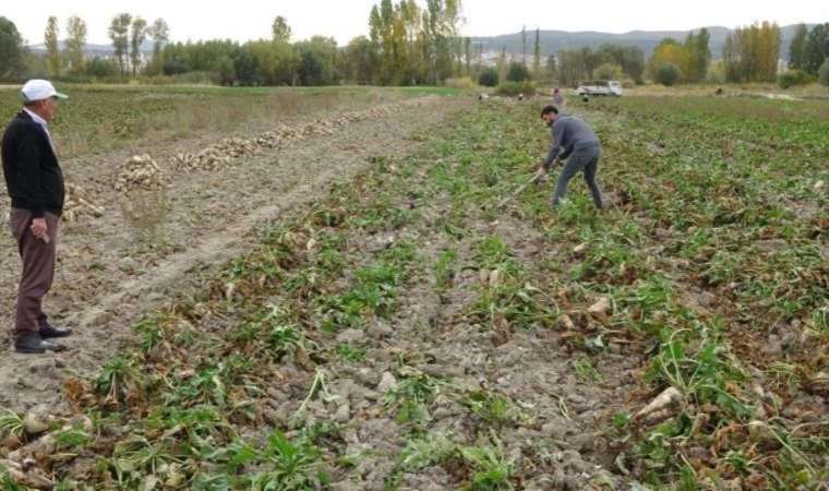 Kütahya’da hasadı başladı: Tonu bin 855 TL