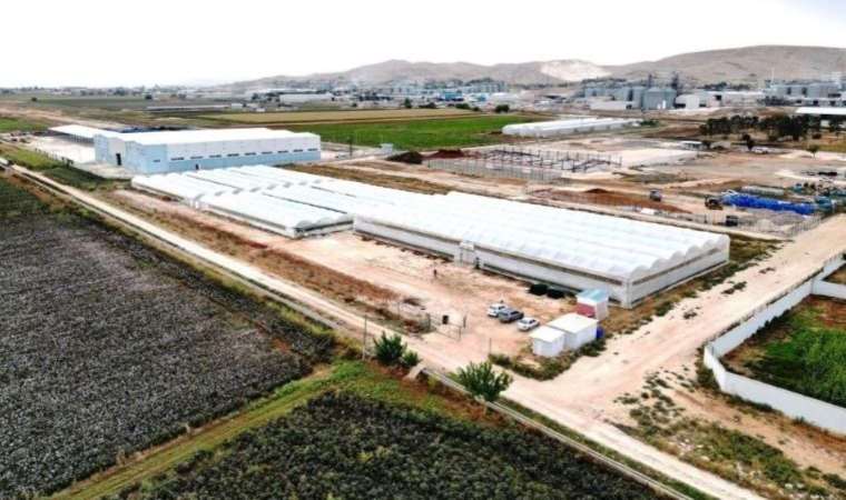 Güney Amerika’dan sonra Şanlıurfa’da da üretiliyor