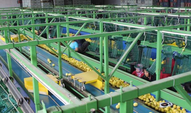 Mayer, enter donat, kült… Kozan’da yetişiyor, Almanya’ya gönderiliyor!