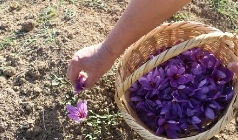 Dünyanın en pahalı baharatının hasadı başlıyor!  Kilosu 250 bin lira!