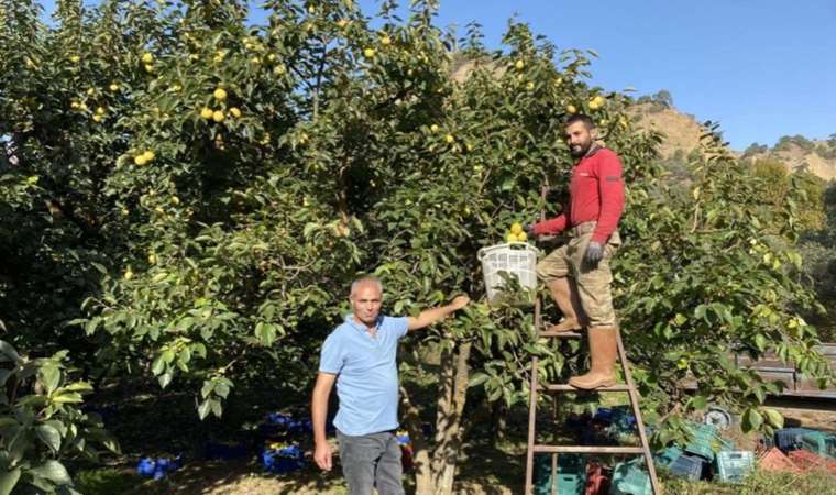 Manisa’dan dünyaya satılıyor! Yaşı 15, kurusu 200 TL… Taleplere yetişemiyorlar