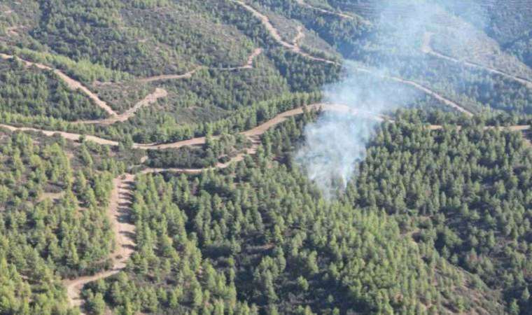 Nazilli’de orman yangını