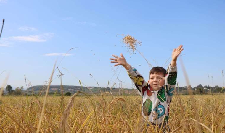 Samsun’da çeltik bereketi:142 bin 480 ton hasat…