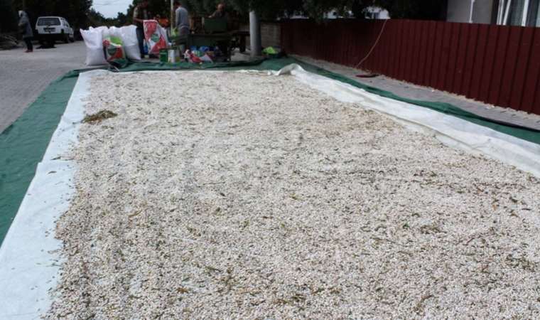 Kazak fasulyesinde hasat başladı: Kurusu 100 liradan satılacak