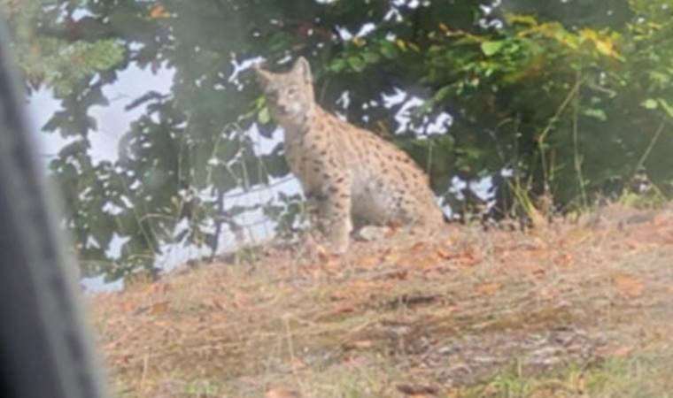 Nesli tehlikede olan vaşak Tokat’ta görüntülendi