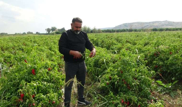 Tarlada 5, markette 30 lira! Üretici tepkili: ‘Mahsulüm tarlada kaldı’