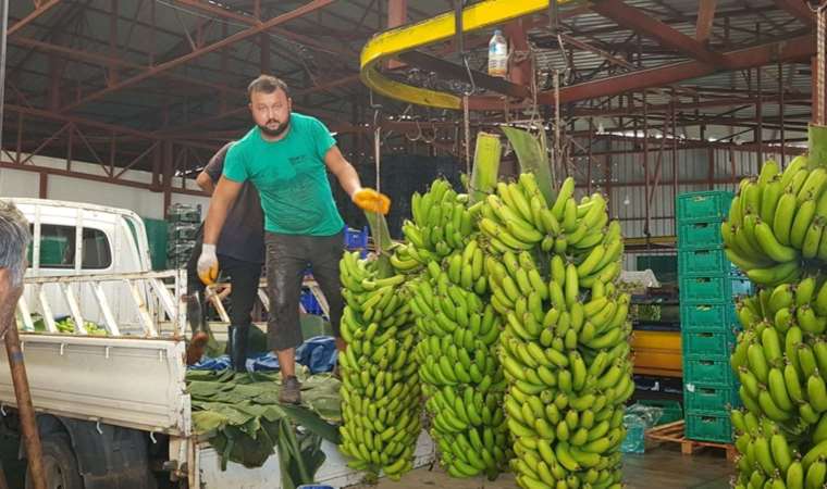 Alanya’da hasat başladı: Rekoltenin 150 bin tonu bulması bekleniyor