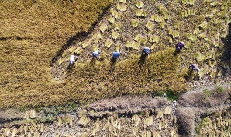 Bolu’da coğrafi işaretli lezzette hasat başladı! ‘Kilosu 100 liradan satılacak…