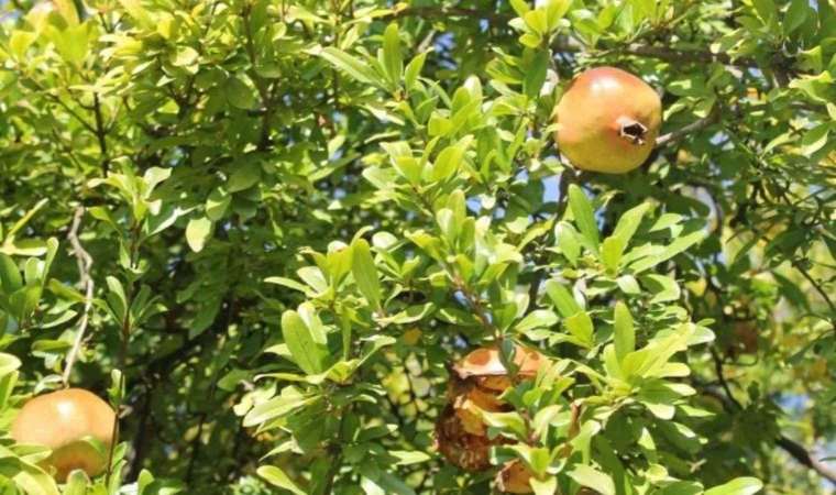 Eşi benzeri yok: Adana’da hasadı başladı! Bahçede kilosu 25 TL