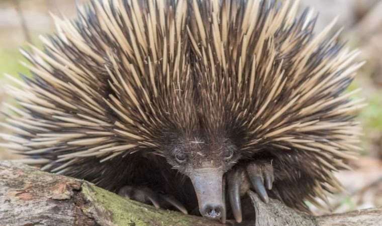 İlk kez kısa gagalı karıncayiyenin sesi kaydedildi