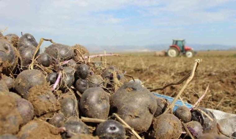 Avrupalı kadınların gözdesi Anadolu’da yetişiyor: Antioksidan kaynağı