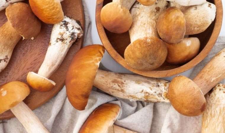 Çörekle karıştırabilirsiniz: Pek bilinmeyen mantarlardan biri adeta çöreğe benziyor…