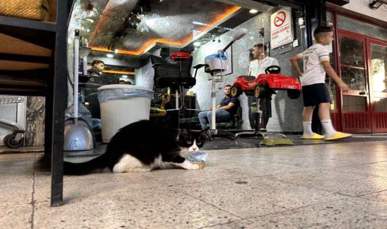 Antalya’da kediye şiddet uygulayan çocuk gözaltına alındı