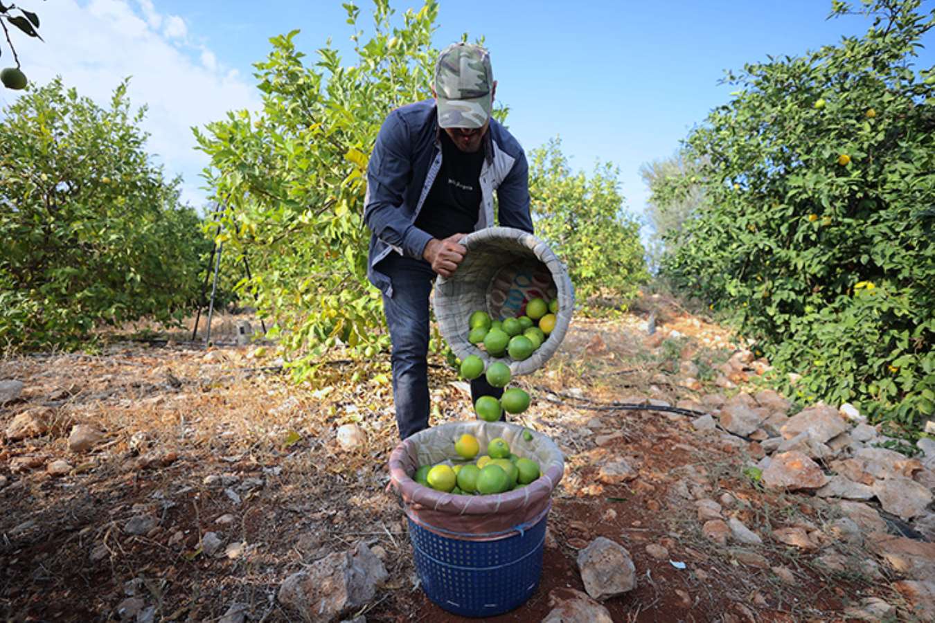 Çukurovalı limon üreticileri fiyat desteği istiyor: 'Rekolte yükseldi pazar daraldı'