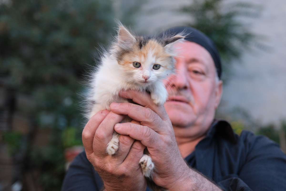 Kedi sevgisi müteahhitlerin tekliflerine 'dur' dedirtti