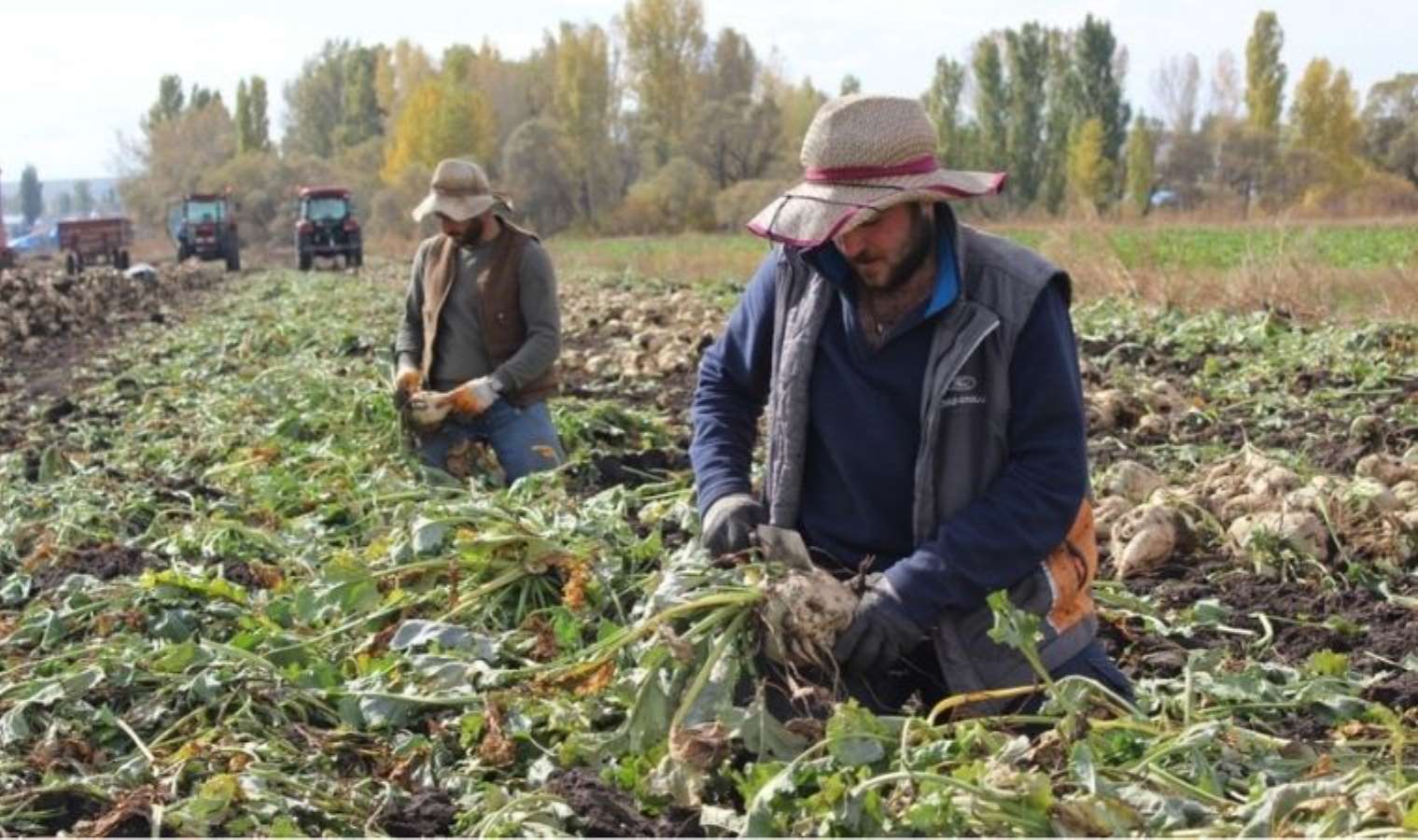 Kars'ın tatlı hazinesi: Akyaka'da hasat zamanı...