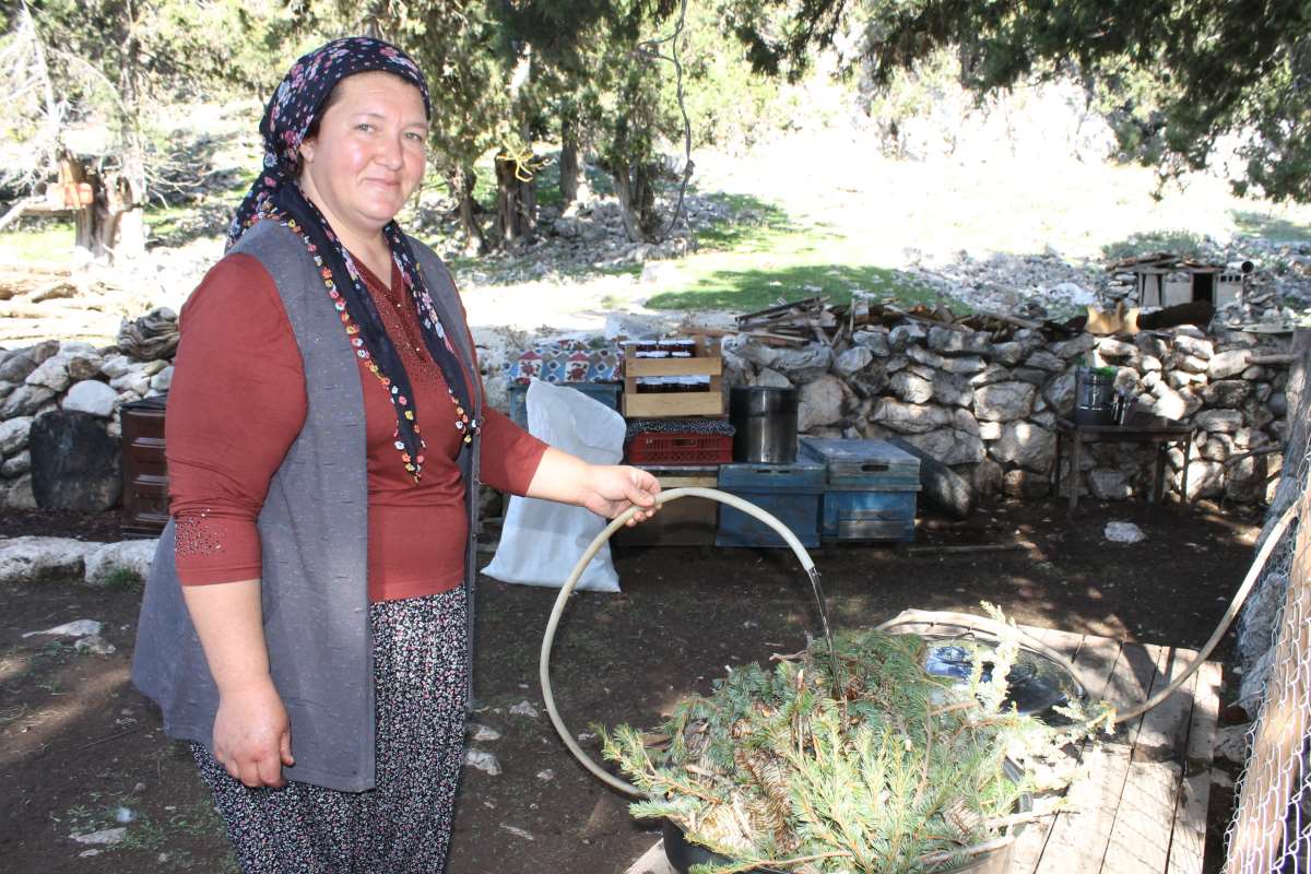 Ormanlardan gelen şifa sedir kozalakları pek çok hastalığa iyi geliyor!