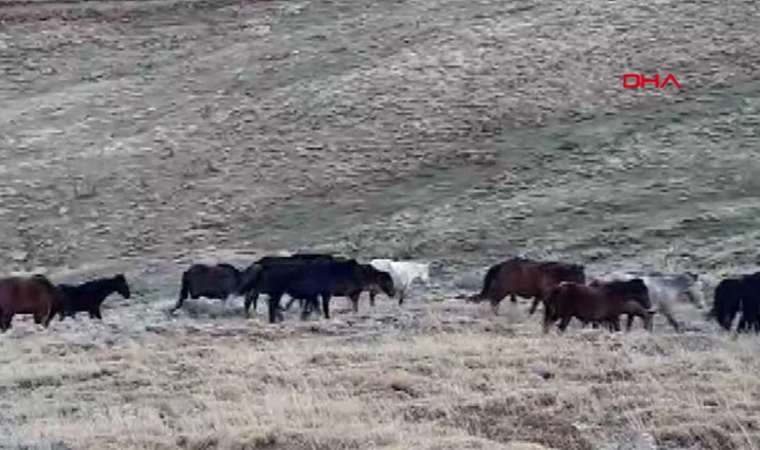 Onlarca yılkı atı doğaseverler tarafından görüntülendi