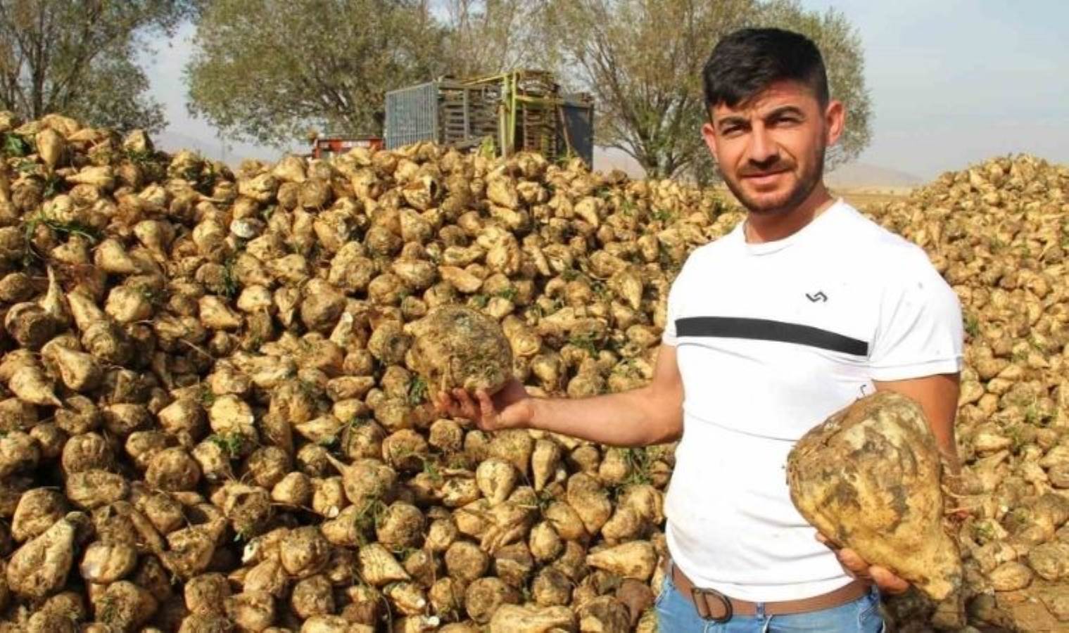 Kahramanmaraş'ta zorlu hasat: Şeker pancarının sofralara yolculuğu başladı