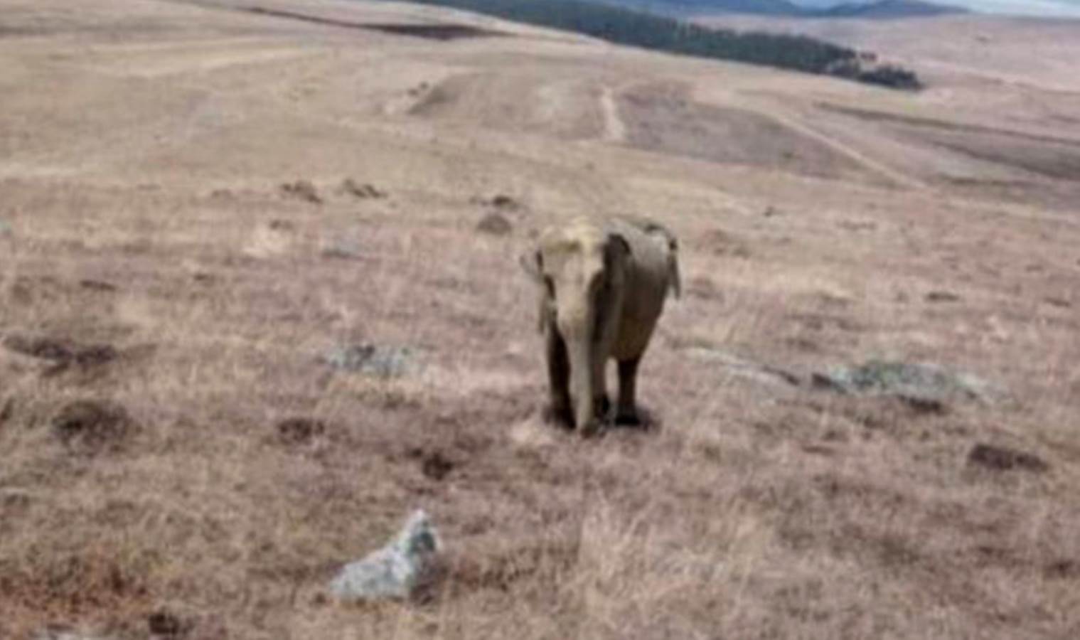 Ardahan’da fil alarmı: Hayvanları otlatırken karşılaştı, jandarma teyakkuza geçti