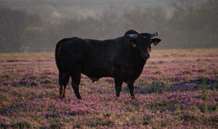 Muğla’da acı tesadüf: Yaşlı adam boğa saldırısında hayatını kaybetti