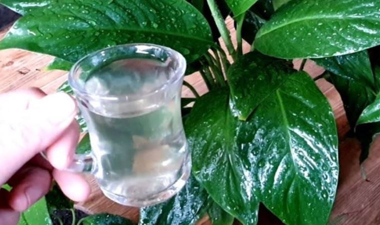 Çiçeklerin dibine yarım bardak dökmek bile yetiyor! Küsen çiçeği açtırıyor