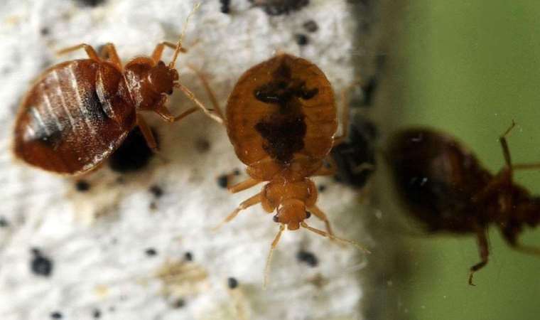 Tahtakurusunun adını bile duymak neden rahatsız eder?