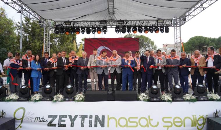 Milas’ta zeytin hasadı coşkusu