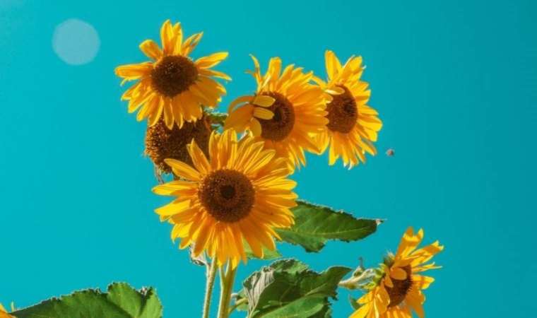Ayçiçeklerinin Güneş’e nasıl döndüğü halen bir gizem