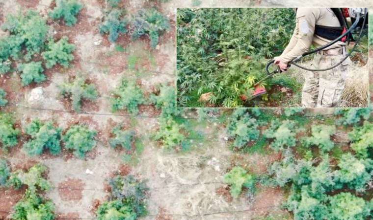 Diyarbakır’da 403 kilo esrar ile Hint keneviri ve skunk ele geçirildi