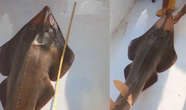 Nesli azalan tür olan ‘insan yüzlü balık’ ağlara takıldı