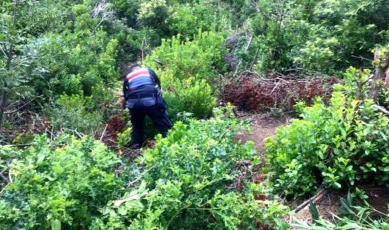 Ormanlık alanda uyuşturucu yetiştiren zanlı hakkında tutuklama kararı!