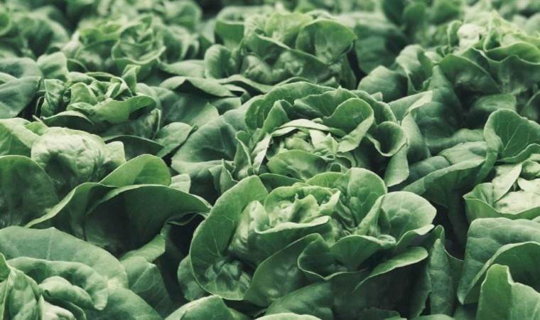 Çinli astronotlar, uzayda sebze ve meyve yetiştirdi; nasıl oldu?