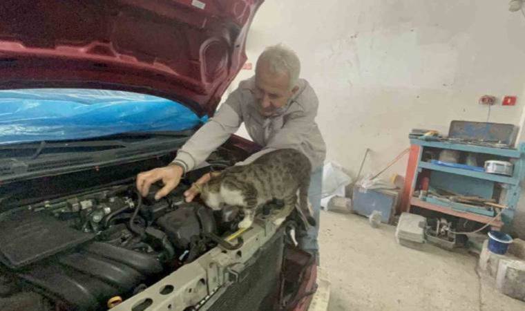 Oto tamircisi kedi: Nazlı