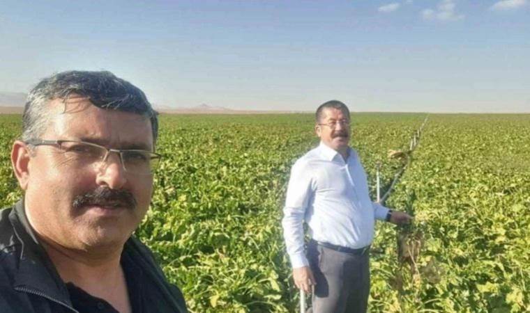 Konya’da mısır hasadı mesaisi: Çiftçiler mağdur