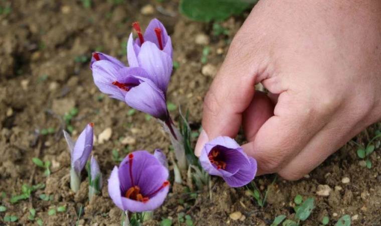 Dünyanın en pahalı baharatı… ‘Safran’ fiyatıyla dudak uçuklatıyor!