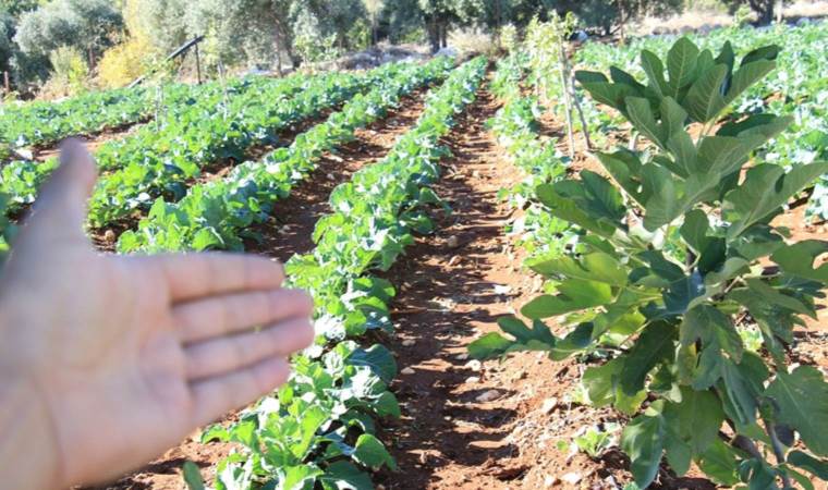 Metrekareye 70 kilogramdan fazla yağış düştü: Üreticinin yüzü güldü