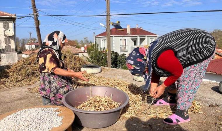 Edirne’de  zorlu hasat mesaisi başladı:  ‘Fakirin eti’