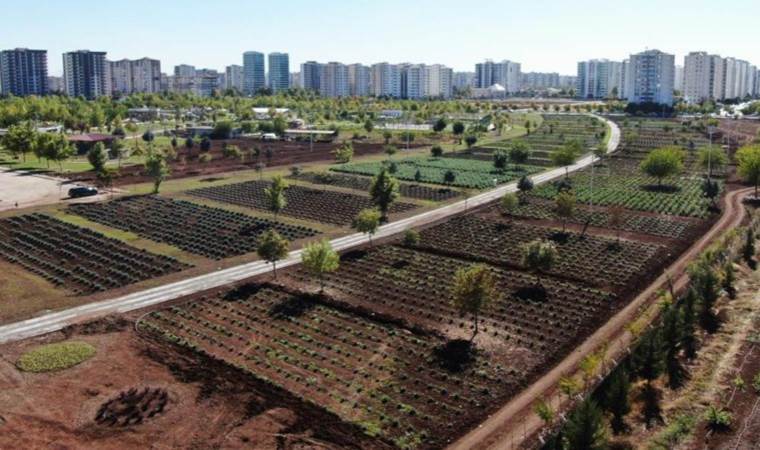 50 bin metrekare alana ekildi, şehre güzel koku yayacak