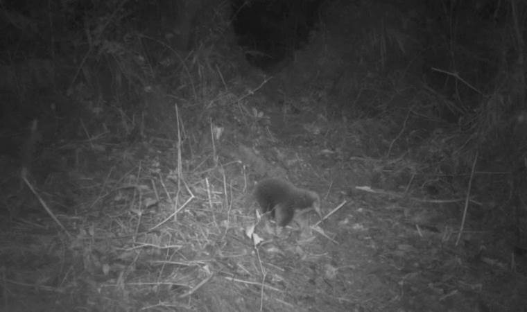 En son 60 yıl önce görülmüştü, şimdi yeniden ortaya çıktı!
