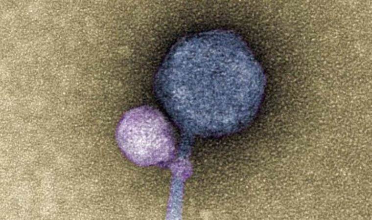 Aktif hale gelmek için diğer virüsleri ısıran ‘vampir virüs’