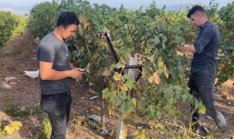 Manisa’da hasat bitiyor, bağ budama başlıyor!