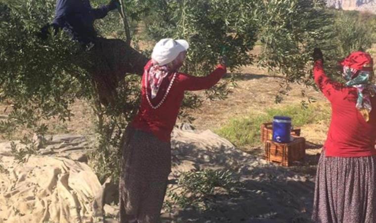 Mut’ta hasat devam ediyor:  Bin 300 yıllık ağaçtan sofralara!