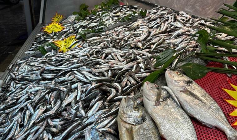 Fırtınadan kurtulan hamsinin fiyatı düştü